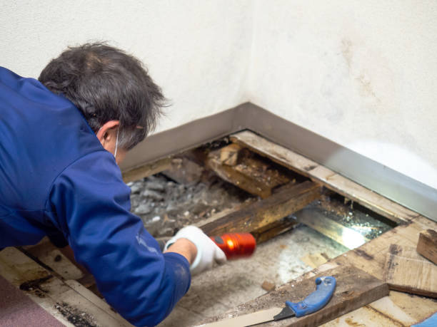 Mold Removal Process in Fairland, OK