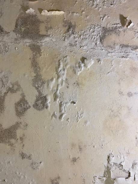 Best Home Mold Removal  in Fairland, OK