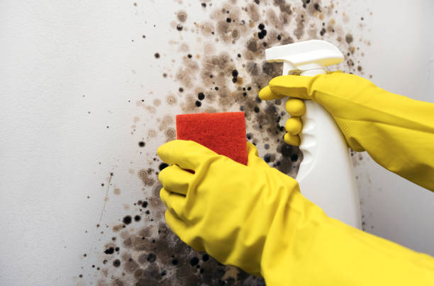 Best Fast Mold Removal  in Fairland, OK