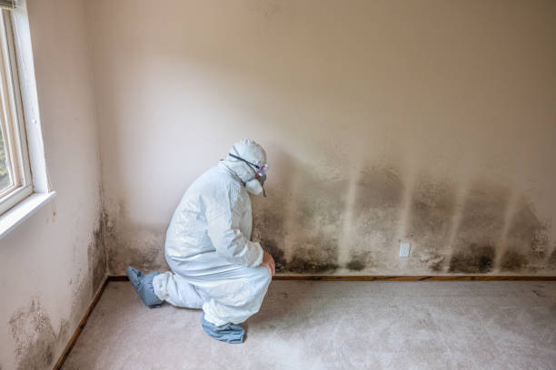 Best Office Mold Removal Services  in Fairland, OK