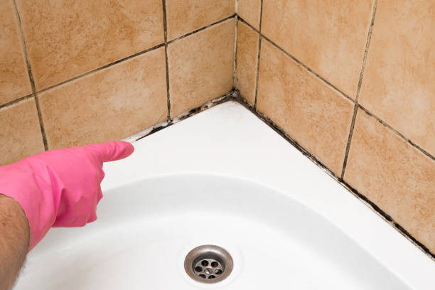 Best Best Mold Removal Companies  in Fairland, OK